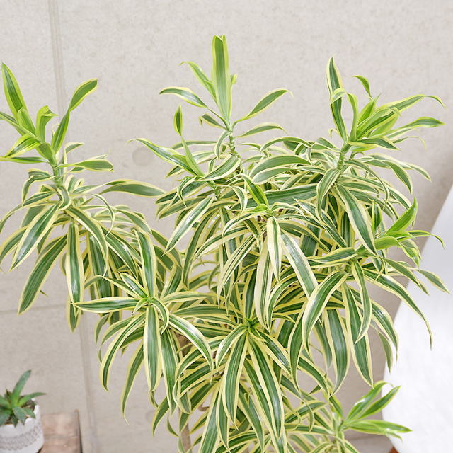 ドラセナ・レフレクサソングオブインディア 陶器鉢植え（マット