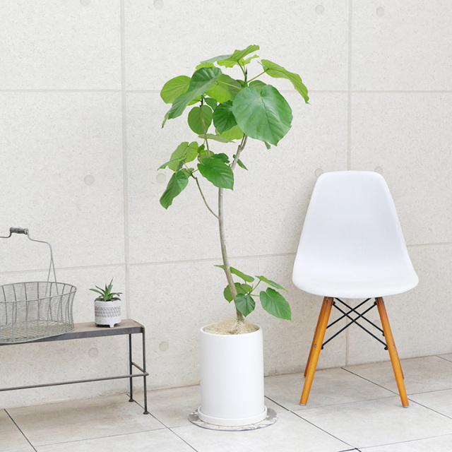 フィカス・ウンベラータ　陶器鉢植え（マットシリーズ/ロングシリンダー）