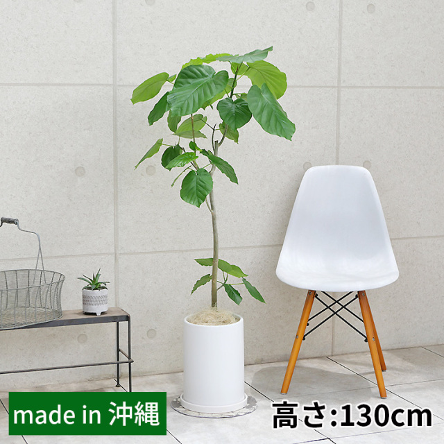 フィカス・ウンベラータ　陶器鉢植え（マットシリーズ/ロングシリンダー）