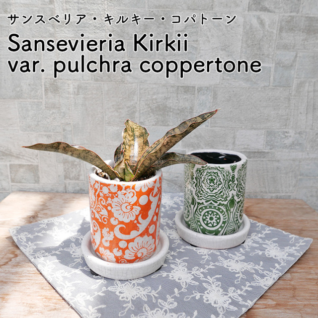 サンスベリア　キルキー・コパトーン　陶器鉢植え