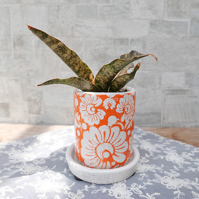 サンスベリア　キルキー・コパトーン　陶器鉢植え