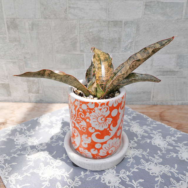 サンスベリア　キルキー・コパトーン　陶器鉢植え