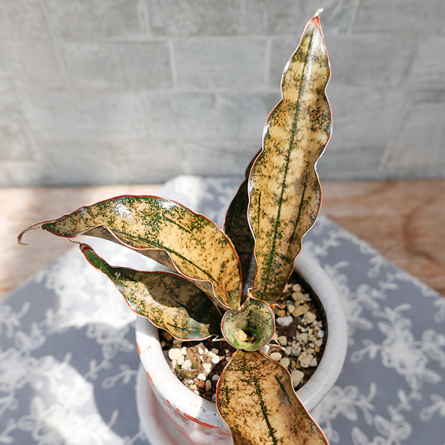 サンスベリア　キルキー・コパトーン　葉の写真