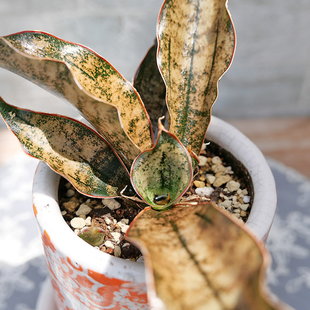 サンスベリア・キルキー・コパトーン 陶器鉢植え 観葉植物と植木鉢の