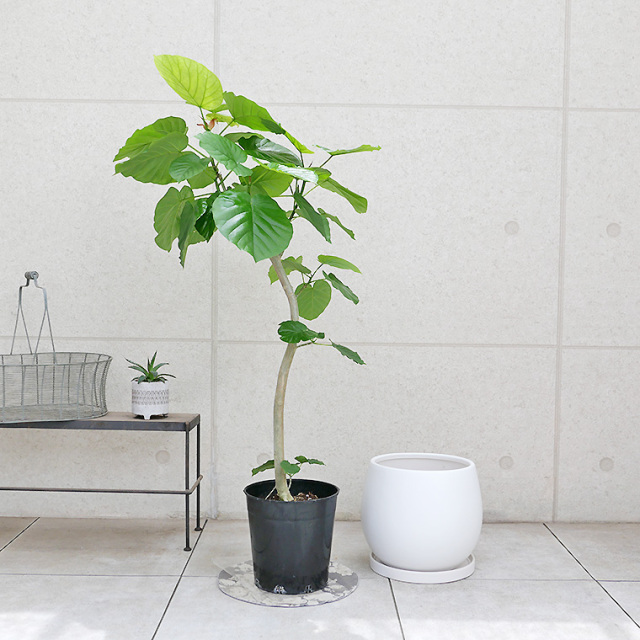 さーあ　フィカス　ウンベラータ　スタンド仕立て　陶器鉢　植え込み発送 大型 フィカス ウンベラータ スタンド仕立て 陶器鉢 植え込み発送
