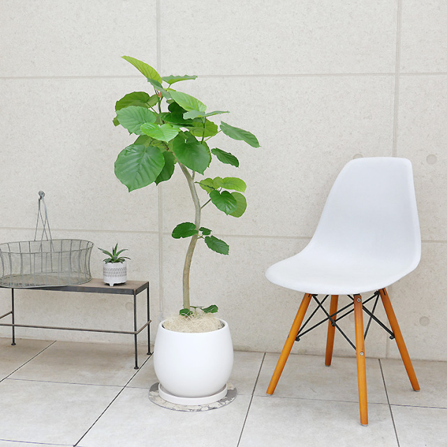 大型　フィカス ウンベラータ　陶器鉢　植え込み発送 大型 フィカス ウンベラータ 陶器鉢 植え込み発送