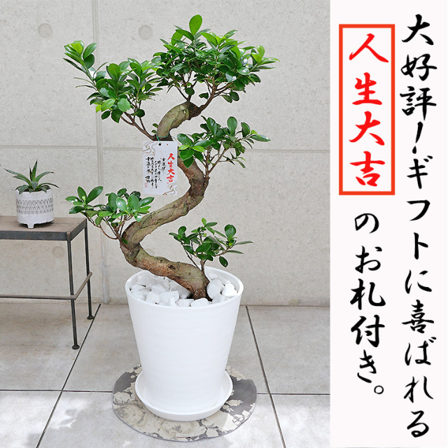 ガジュマル(多幸の樹)・S字タイプ　8号セラート鉢