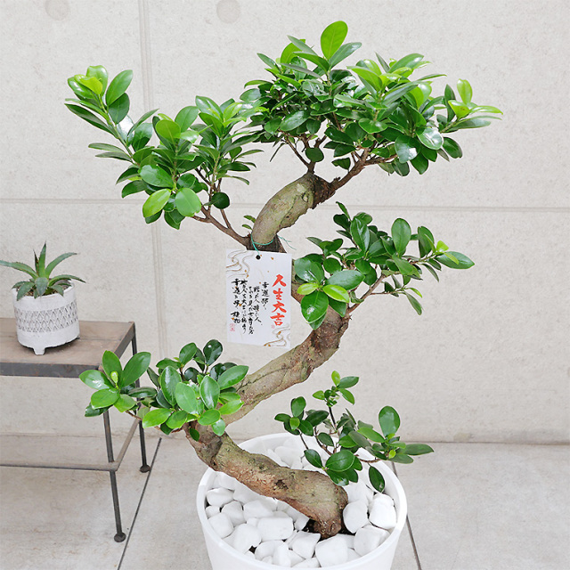 【現品】多幸の木　ガジュマル　ガジュマルの木　８号鉢　Ⅰ ガジュマル(多幸の樹) 8号セラート鉢 観葉植物と植木鉢の専門店