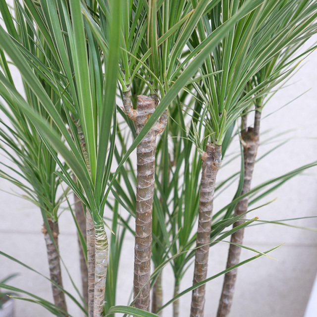 ドラセナ・コンシンネ　ホワイボリー　幹の写真