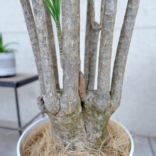 ドラセナ・コンシンネ　ホワイボリー　株元の写真