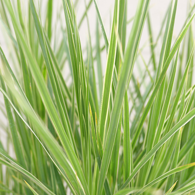 ドラセナ・コンシンネ　ホワイボリー　葉の写真