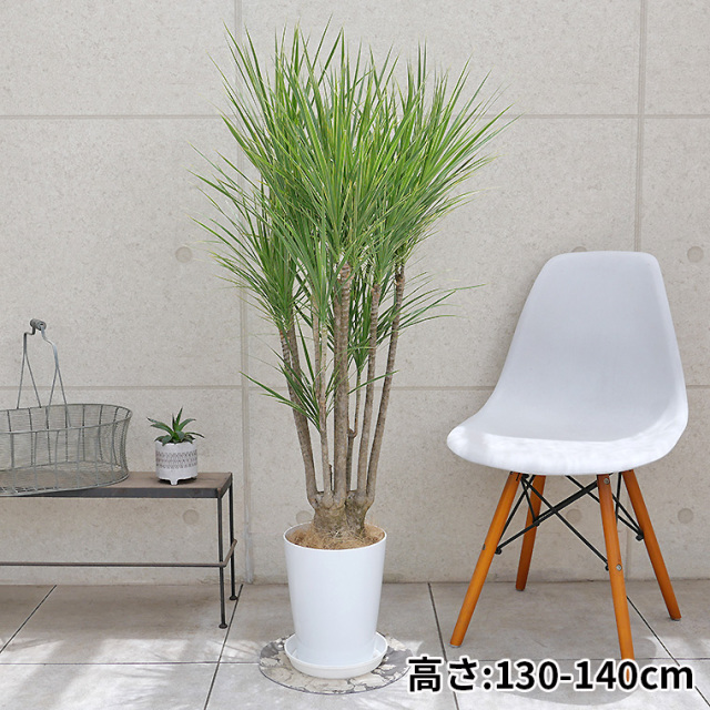 ドラセナ・コンシンネ　ホワイボリー　8号鉢