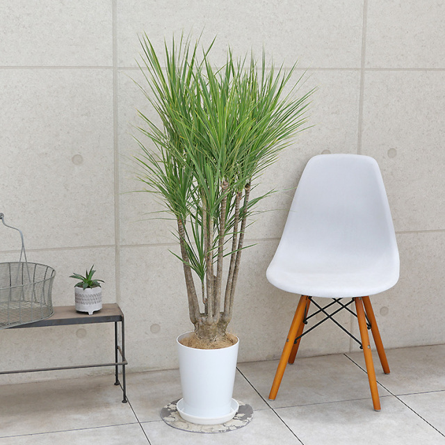 ドラセナ・コンシンネ　ホワイボリー　8号鉢