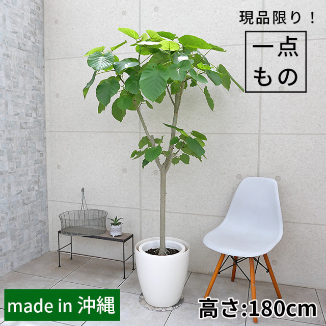 フィカス・ウンベラータ-138　10号鉢