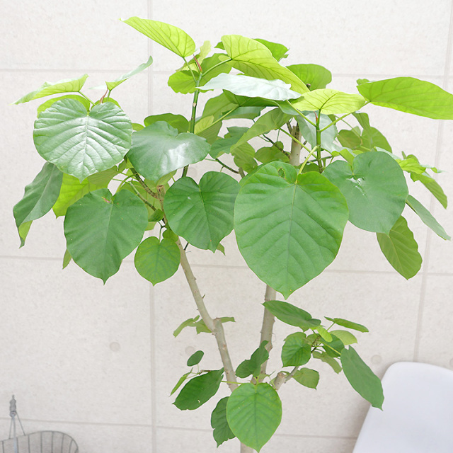 フィカス・ウンベラータ-138 10号鉢 観葉植物と植木鉢の専門店cocolate