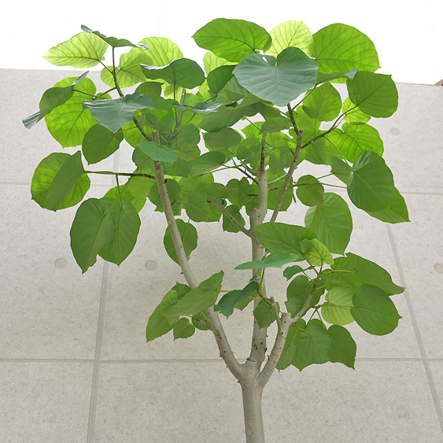 フィカス・ウンベラータ-138 10号鉢 観葉植物と植木鉢の専門店cocolate