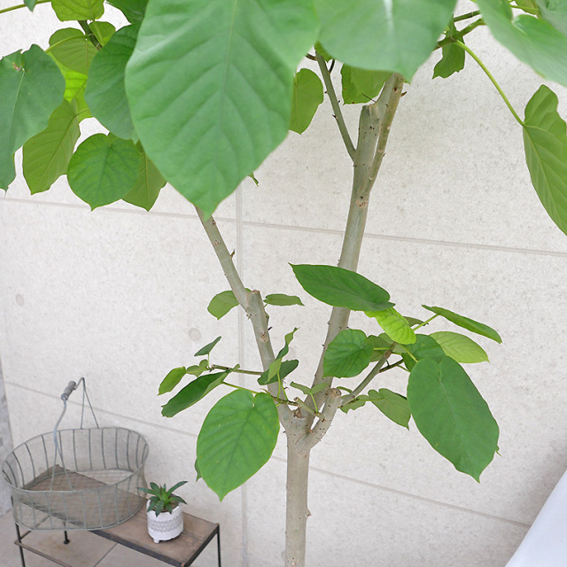 フィカス・ウンベラータ-138 10号鉢 観葉植物と植木鉢の専門店cocolate