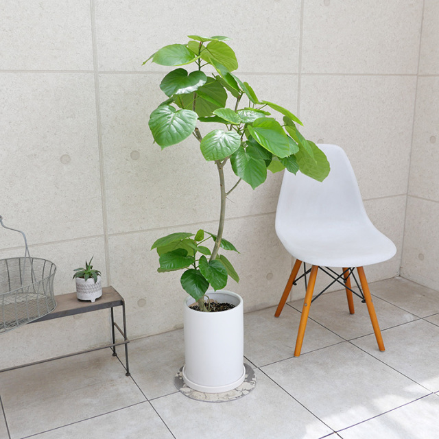 フィカス・ウンベラータ-139 陶器鉢植え・Lサイズ（マットシリーズ