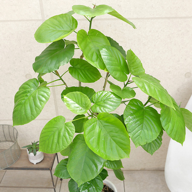 フィカス・ウンベラータ-139 陶器鉢植え・Lサイズ（マットシリーズ