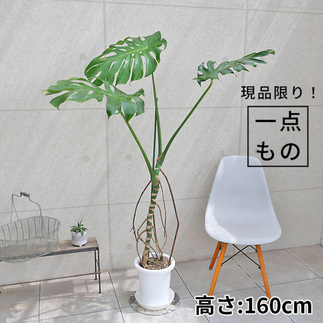 モンステラ 観葉植物と植木鉢の専門店cocolate