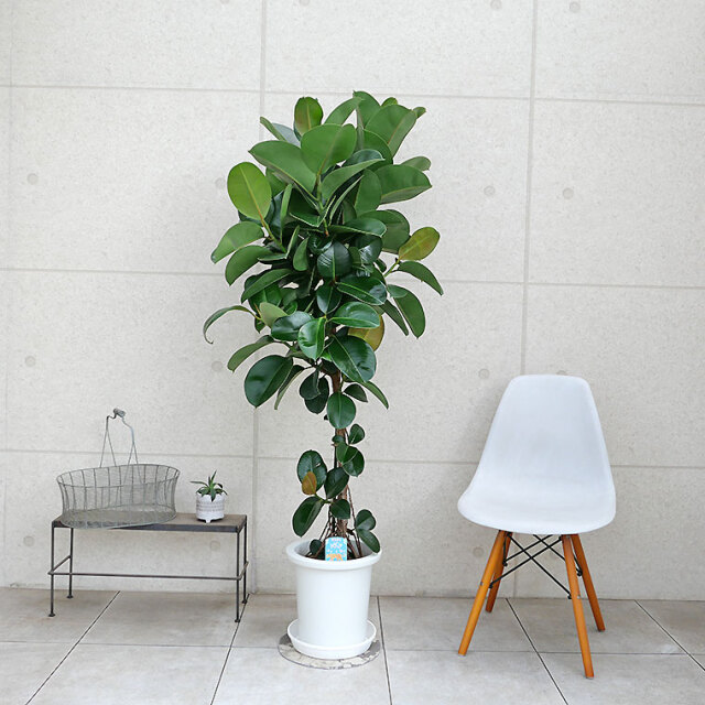 フィカス・ソフィア-027　9号鉢