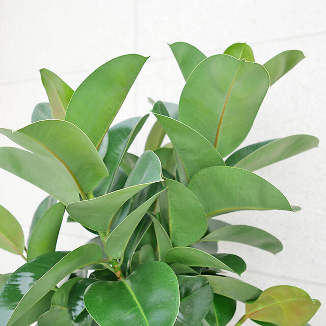 フィカス・ソフィア-027　9号鉢