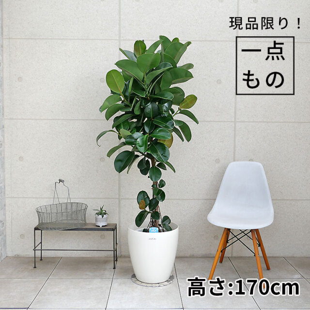 超特大古木　天皇梅　観葉植物 グレー鉢 約70cm 超特大古木 天皇梅 観葉植物 グレー鉢 約70cm