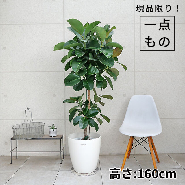 超特大　古木　フィカス　ミクロカルパ　25年物　陶器鉢のまま発送　コーデックス 超特大 古木 フィカス ミクロカルパ 25年物 陶器鉢のまま発送