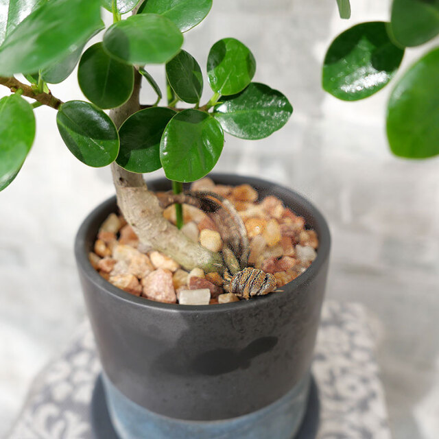 パンダガジュマル-040　陶器鉢植え（NA017）