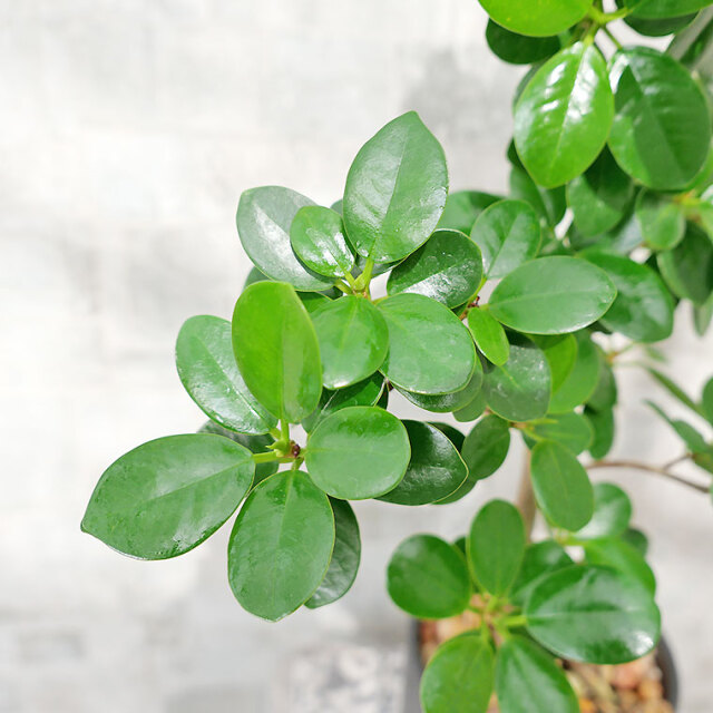 パンダガジュマル-040　陶器鉢植え（NA017）