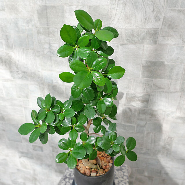 パンダガジュマル-040 陶器鉢植え（NA017） 観葉植物と植木鉢の専門店