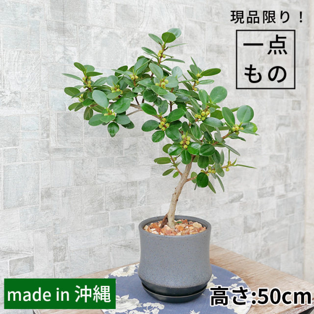 パンダガジュマル-043　陶器鉢植え（スポール・M） 