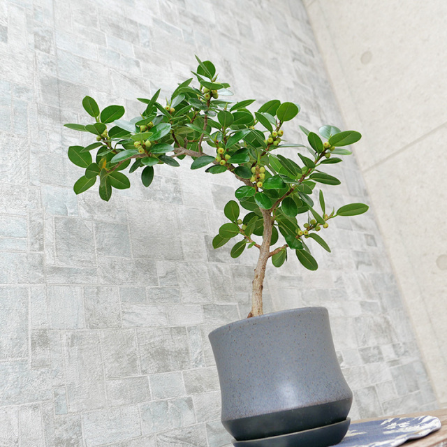 パンダガジュマル-043 陶器鉢植え（スポール・M） 観葉植物と植木鉢の