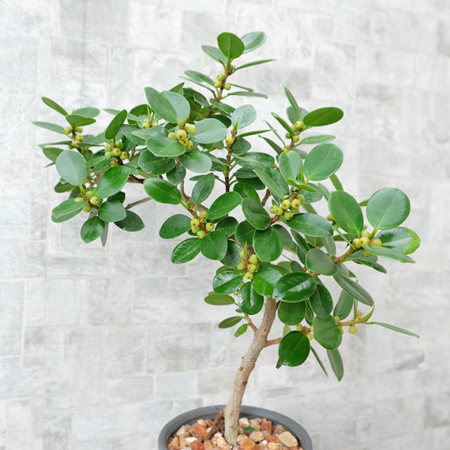 パンダガジュマル-043 陶器鉢植え（スポール・M） 観葉植物と植木鉢の