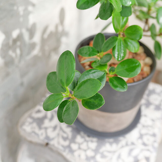 パンダガジュマル-041　陶器鉢植え（NA017）