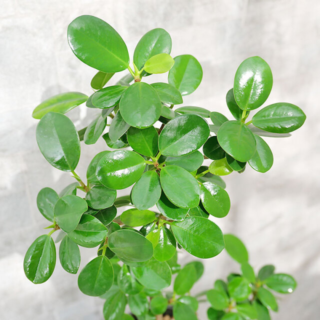 パンダガジュマル-041　陶器鉢植え（NA017）