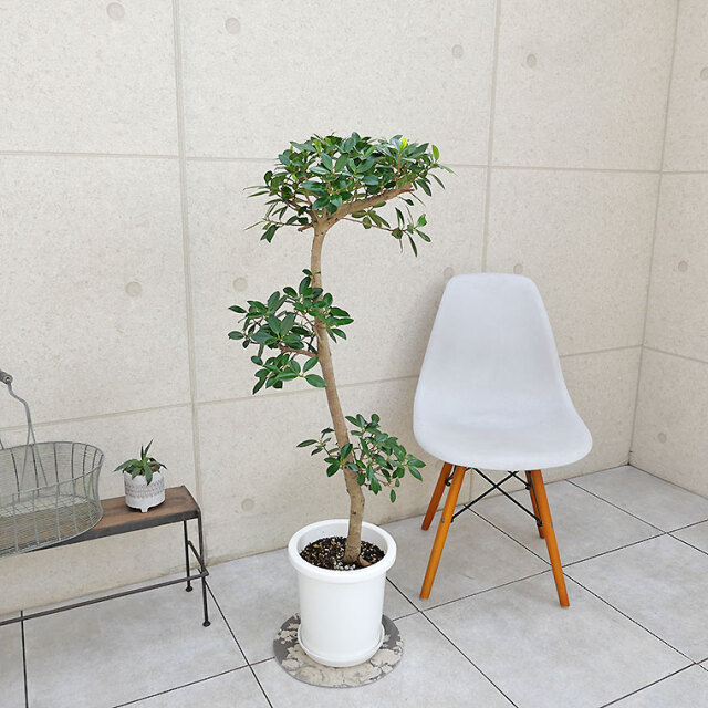 センカクガジュマル-008 8号鉢 観葉植物と植木鉢の専門店cocolate