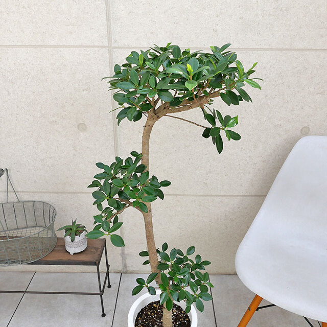 センカクガジュマル-008 8号鉢 観葉植物と植木鉢の専門店cocolate