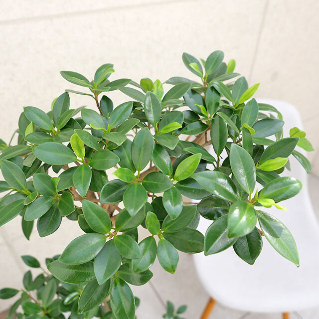 センカクガジュマル-008 8号鉢 観葉植物と植木鉢の専門店cocolate