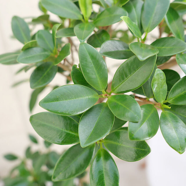 センカクガジュマル-008 8号鉢 観葉植物と植木鉢の専門店cocolate