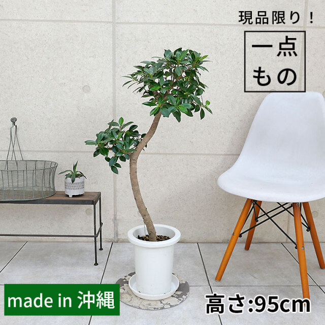 センカクガジュマル-009　7号鉢