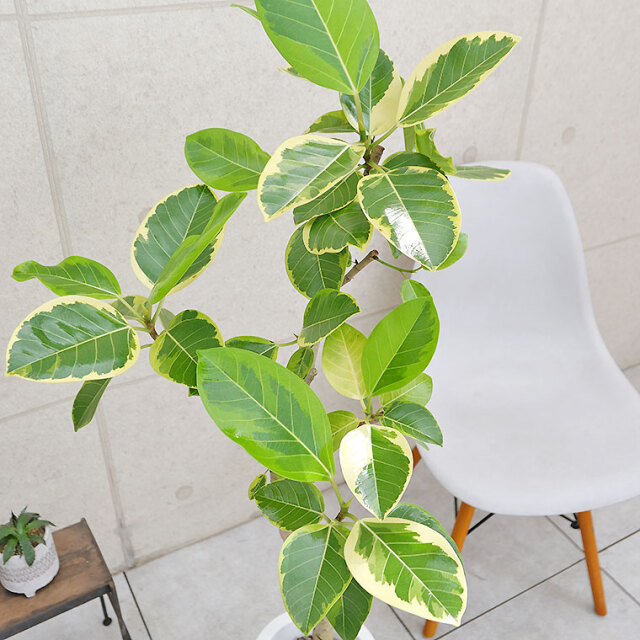 フィカス・アルテシーマ（曲がり）　葉の写真