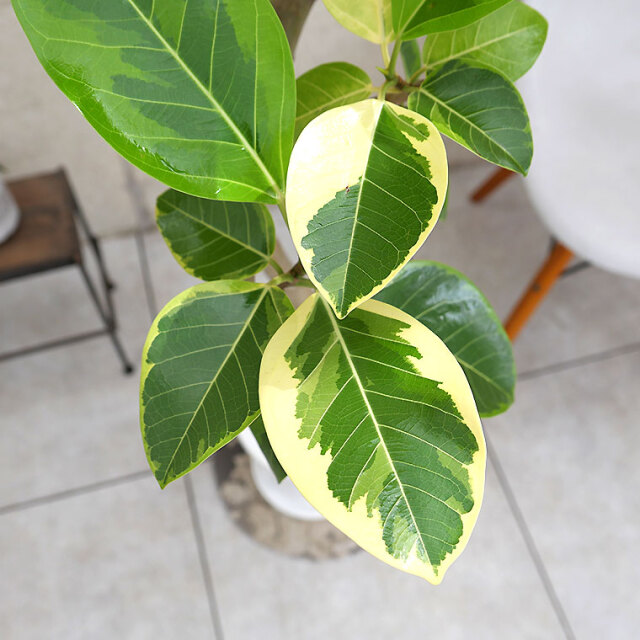 フィカス・アルテシーマ（曲がり）　葉の写真