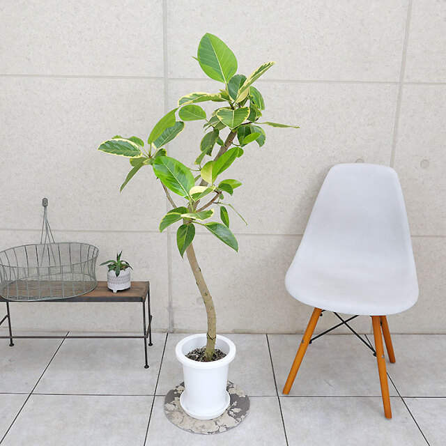 フィカス・アルテシーマ（曲がり） 7号鉢 観葉植物と植木鉢の専門店