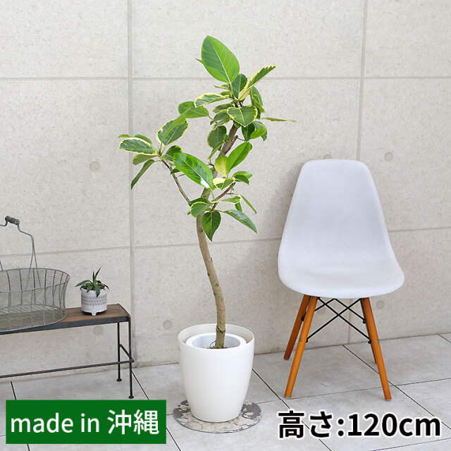 フィカス・アルテシーマ（曲がり）　7号鉢