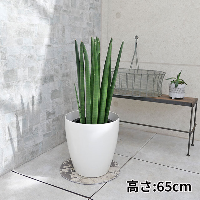 クイックシルバー。観葉植物 。鉢ごと無料で発送致します。 クイックシルバー。観葉植物 。鉢ごと無料で発送致します。