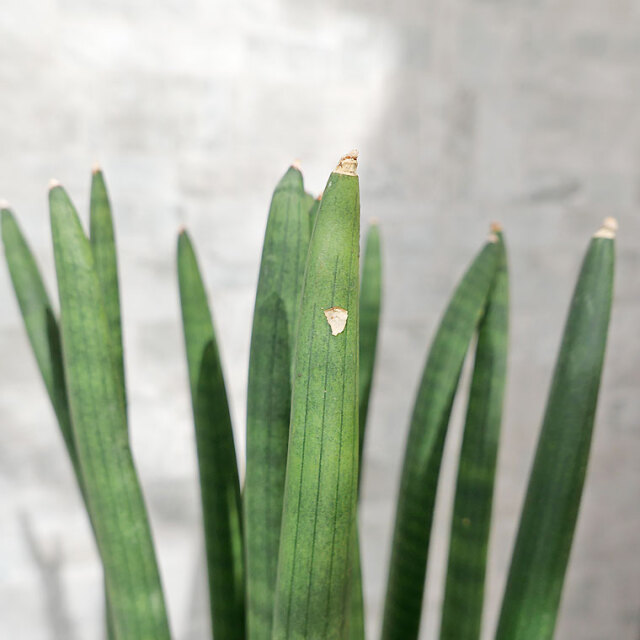 サンスベリア・キリンドリカ　葉の写真