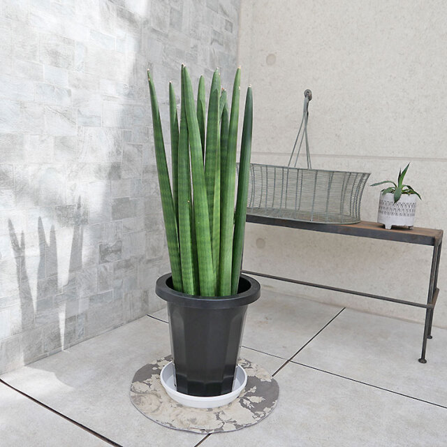 サンスベリア・キリンドリカ　7号鉢