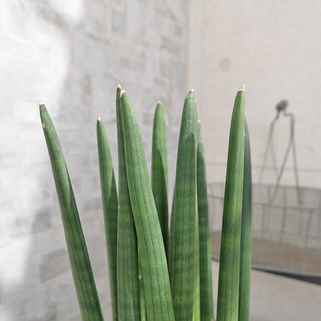 サンスベリア・キリンドリカ　葉の写真