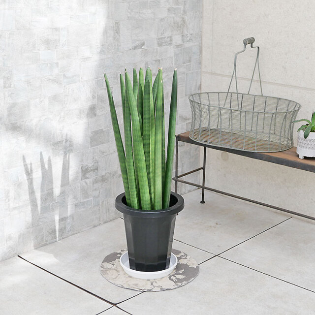 サンスベリア・キリンドリカ　7号鉢